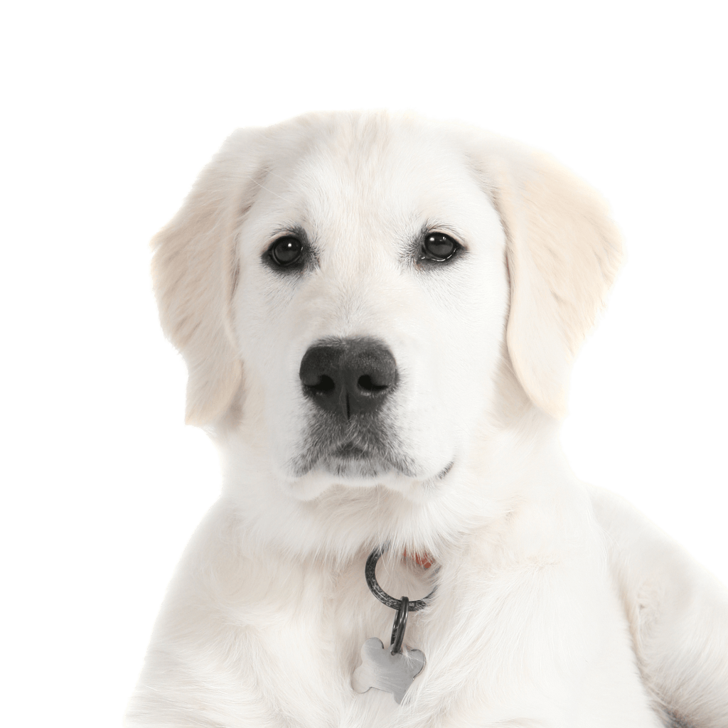 Crema Para Perros
