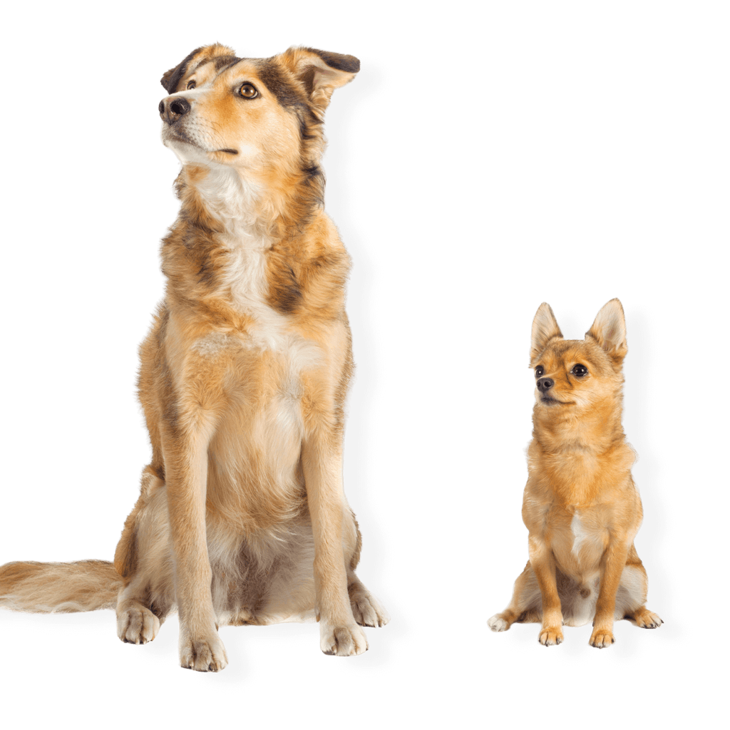 Crema Para Perros